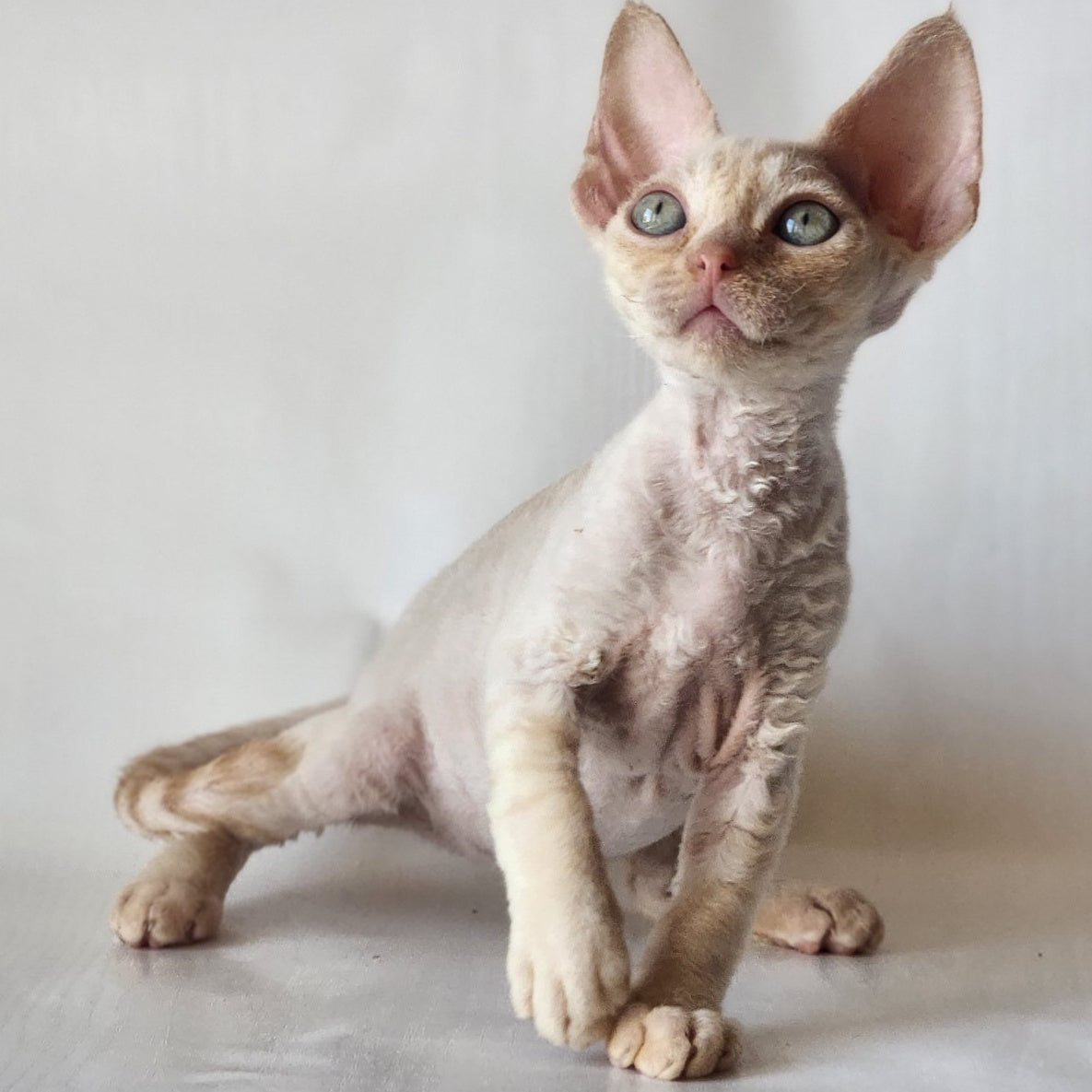 Oskar Devon Rex male, cream