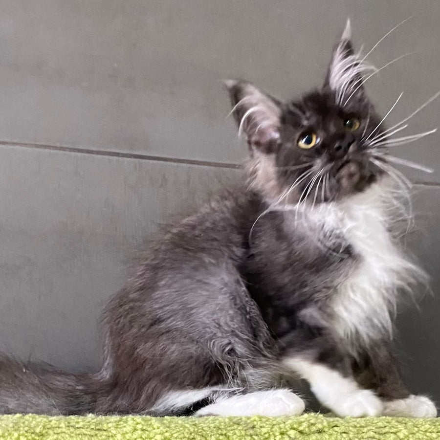 Alushta Maine Coon female, black silver bicolour