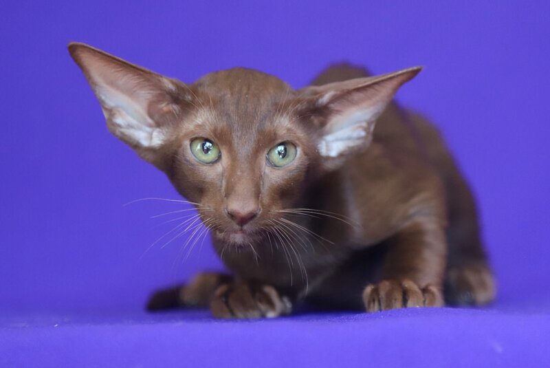 Barbie Oriental Shorthair female, chocolate