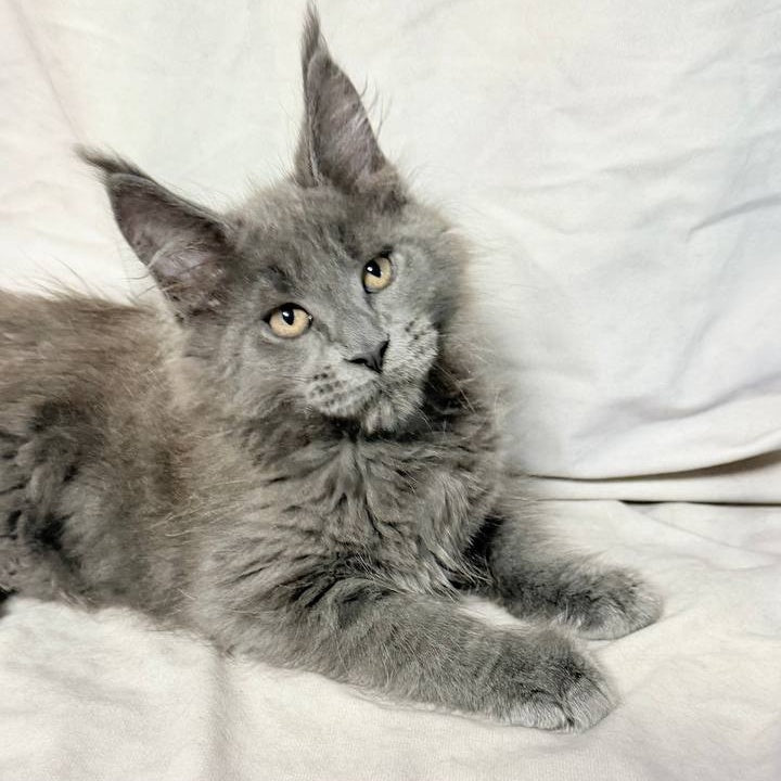 Gatsby Maine Coon male, blue silver