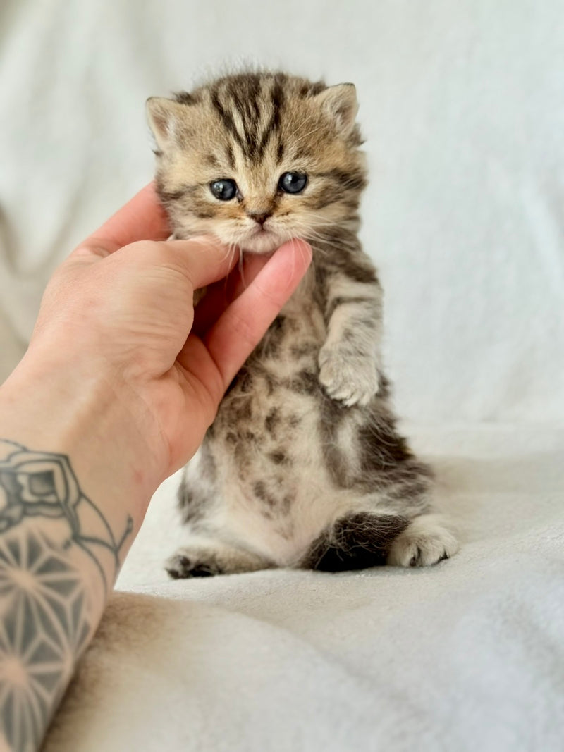 Umi Munchkin female, black tabby