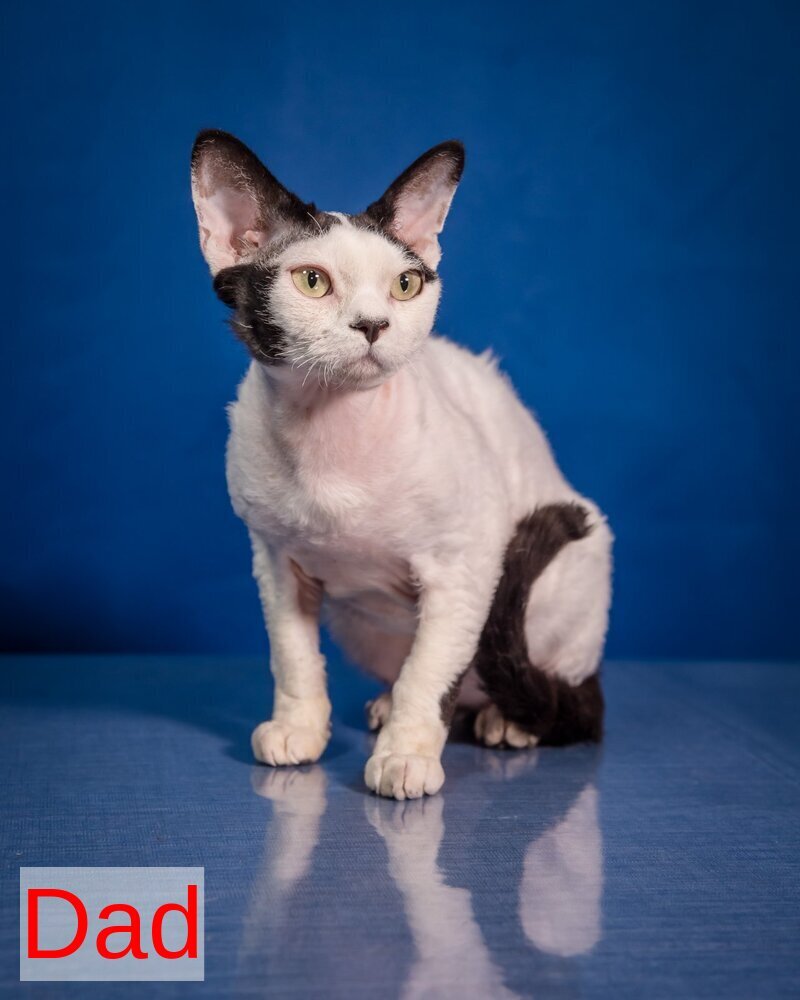 Lelya Devon Rex female, black harlequin
