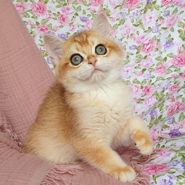 Wasilisa British Shorthair female, black golden chinchilla