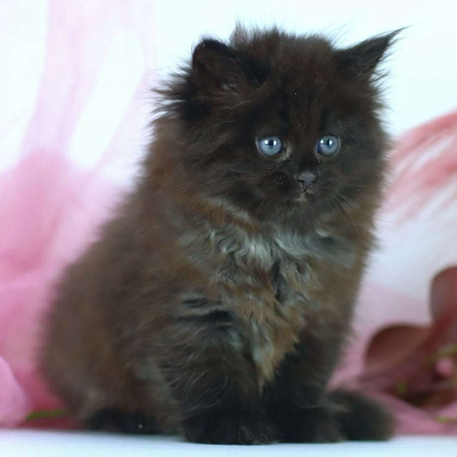 Hugo Boss Persian male, black