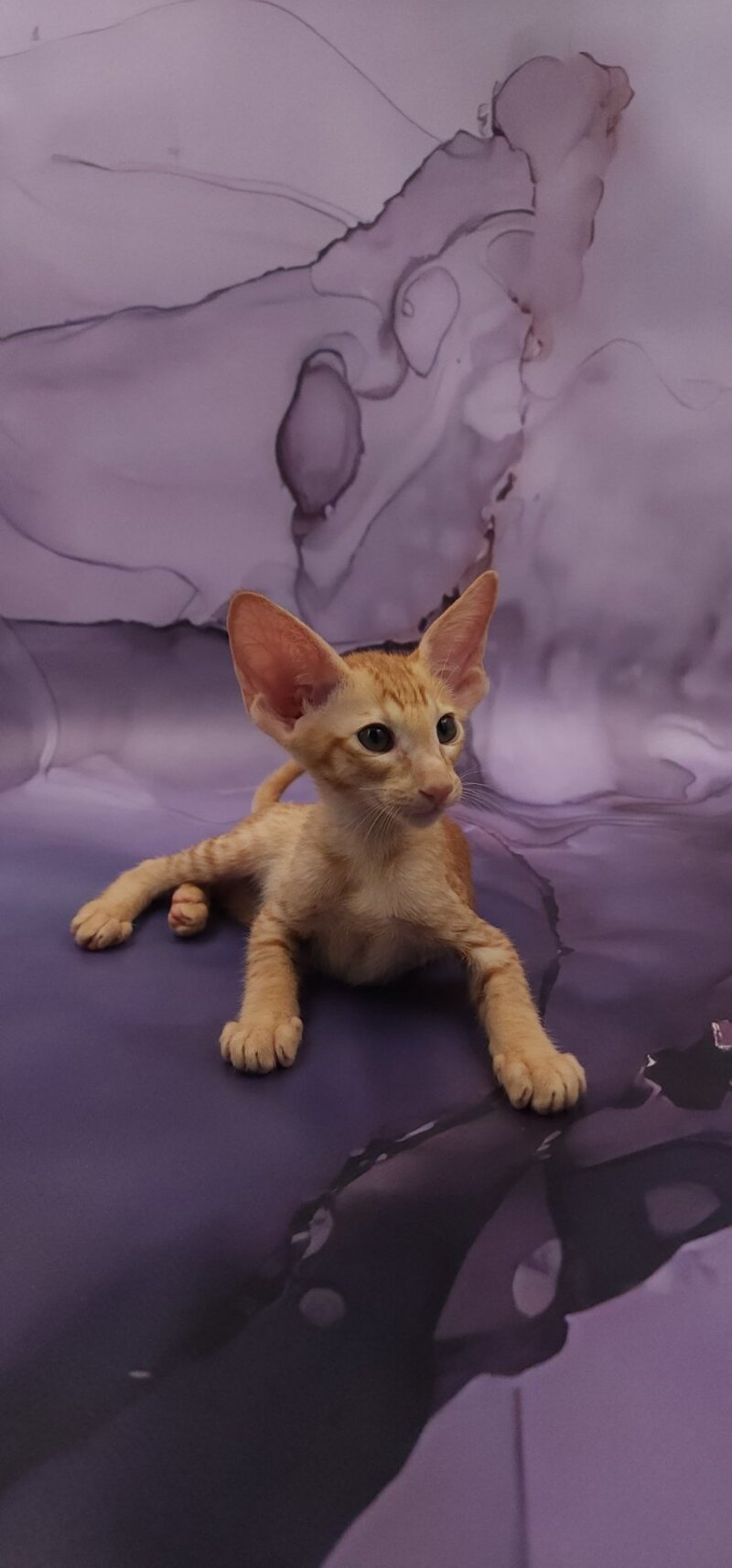 Sanrise Oriental Shorthair male, red spotted tabby