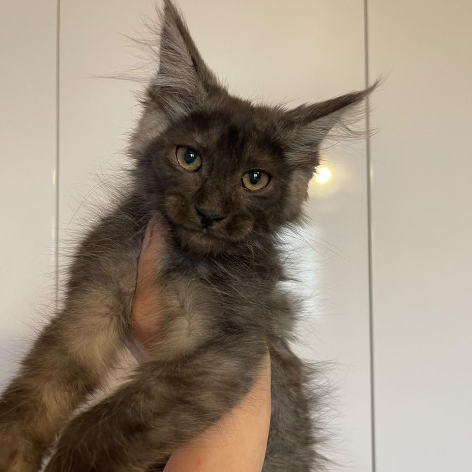 Ash Maine Coon male, black silver