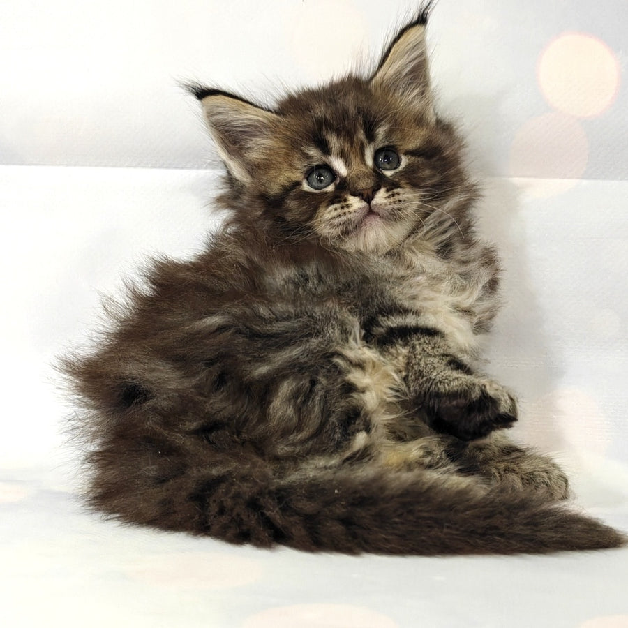 Barbie Maine Coon polydactyl 6x6x6x6 female, black tabby