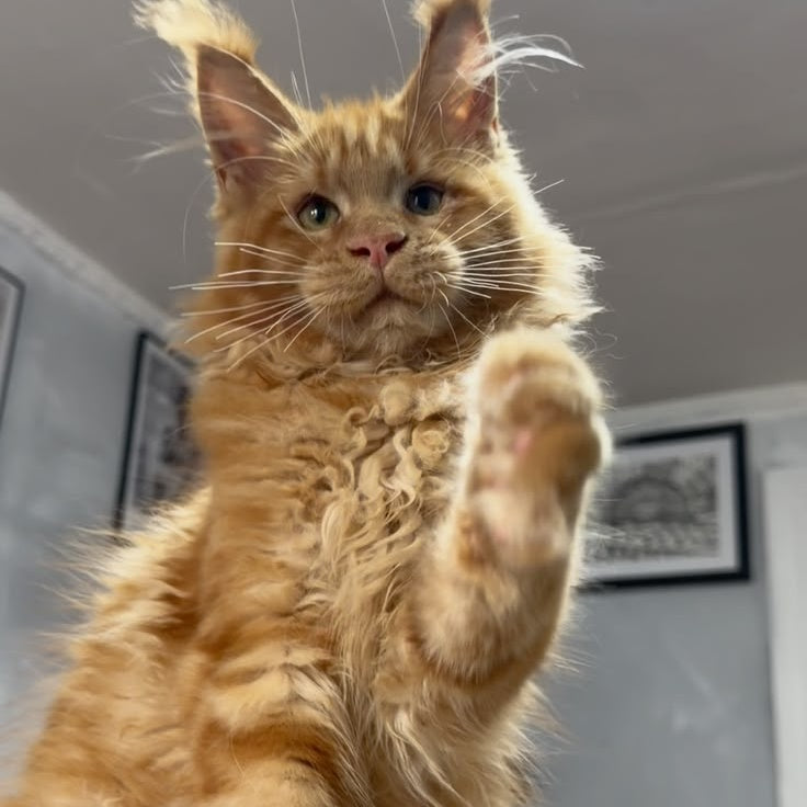 Elf Maine Coon male, red