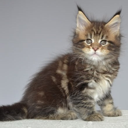 Jemma Maine Coon female, black tabby