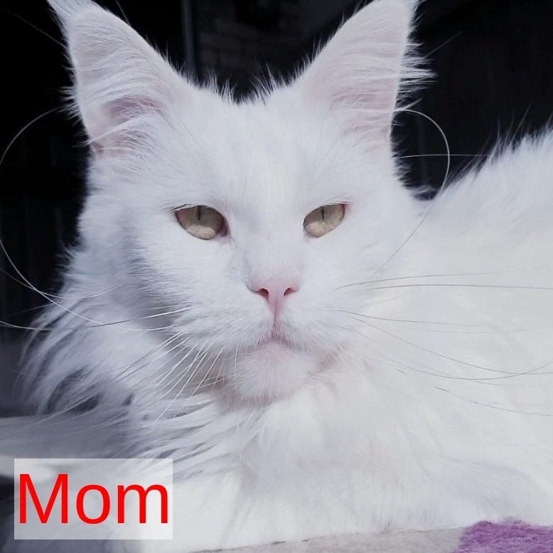 Hugo Maine Coon male, red ticked tabby