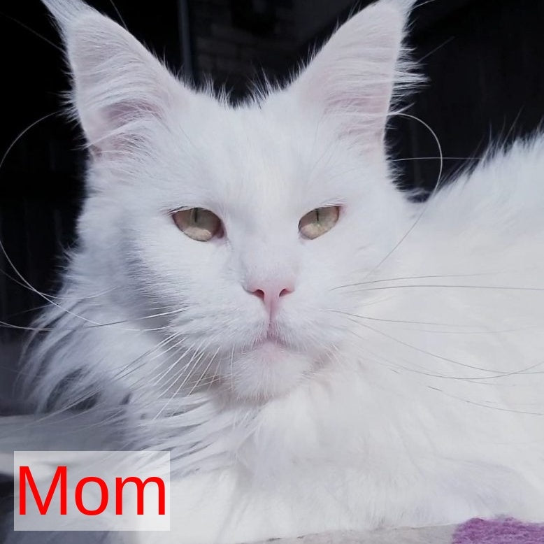 Hamilton Maine Coon male, cream ticked tabby