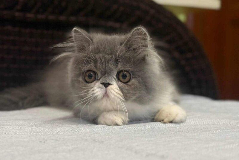 Isabel Persian female, blue bicolour