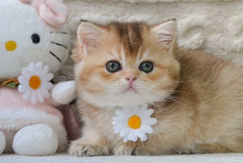 Cоra British Shorthair female, black golden ticked tabby