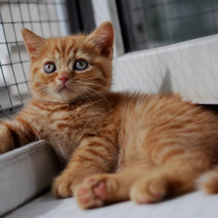 Solomon British Shorthair male, red