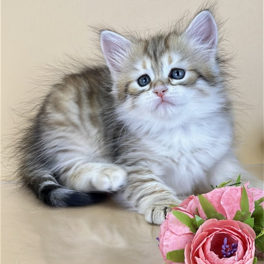 Yuna Siberian female, black golden tabby