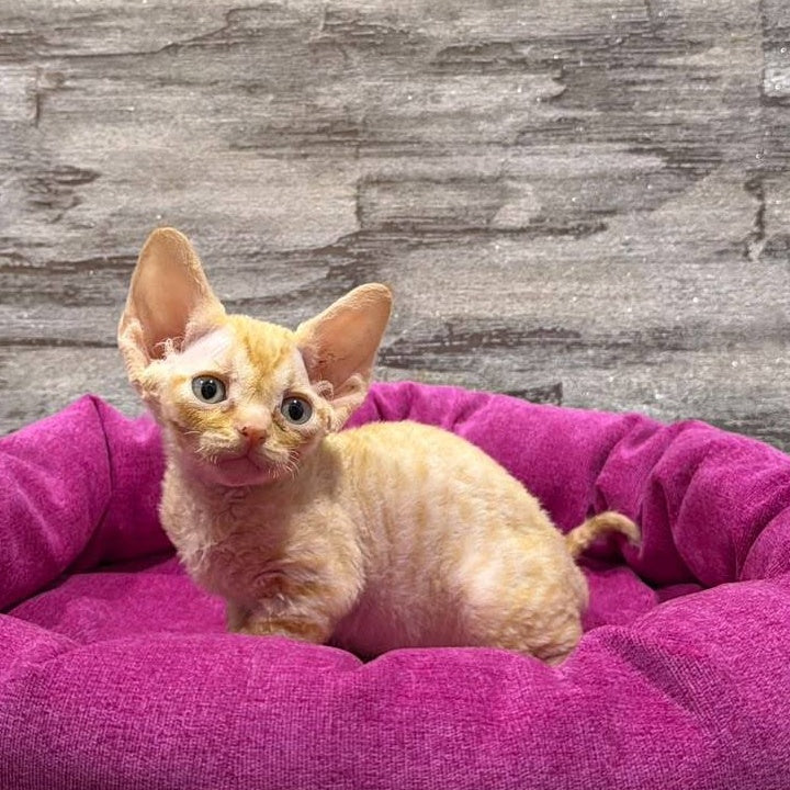 Persik Devon Rex male, red