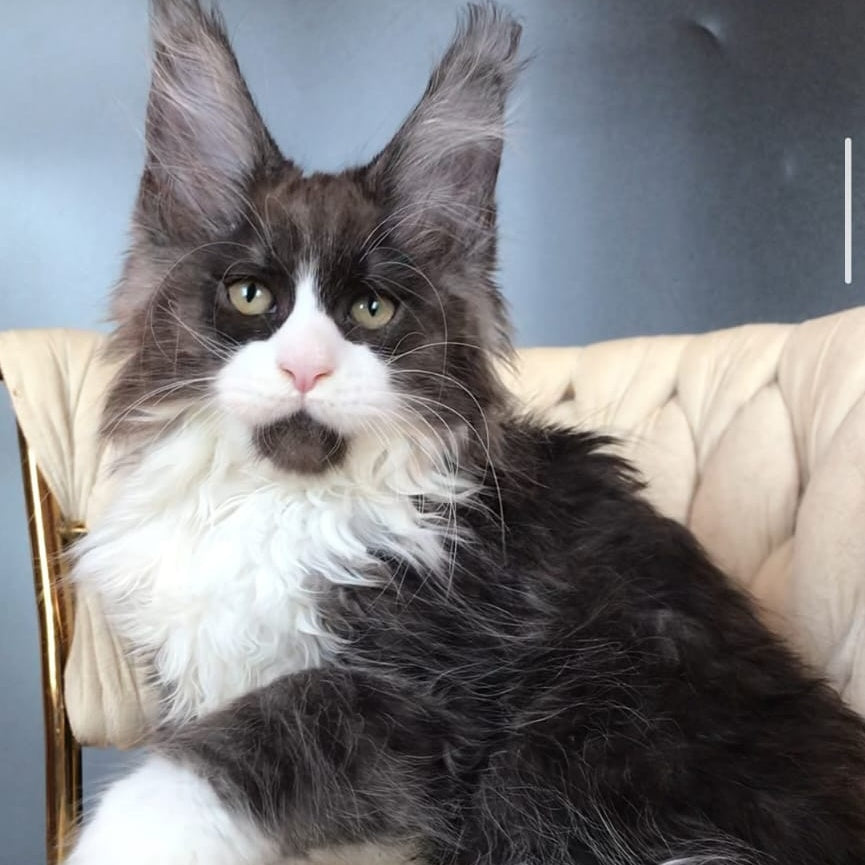 Emil Maine Coon male, black silver bicolour