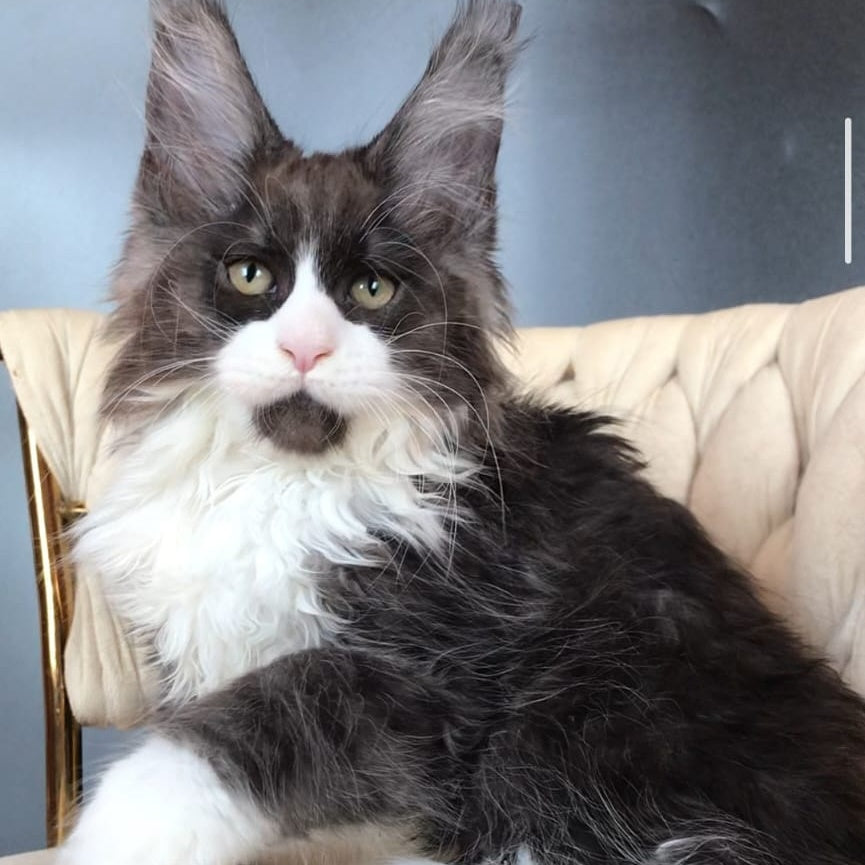 Emil Maine Coon male, black silver bicolour