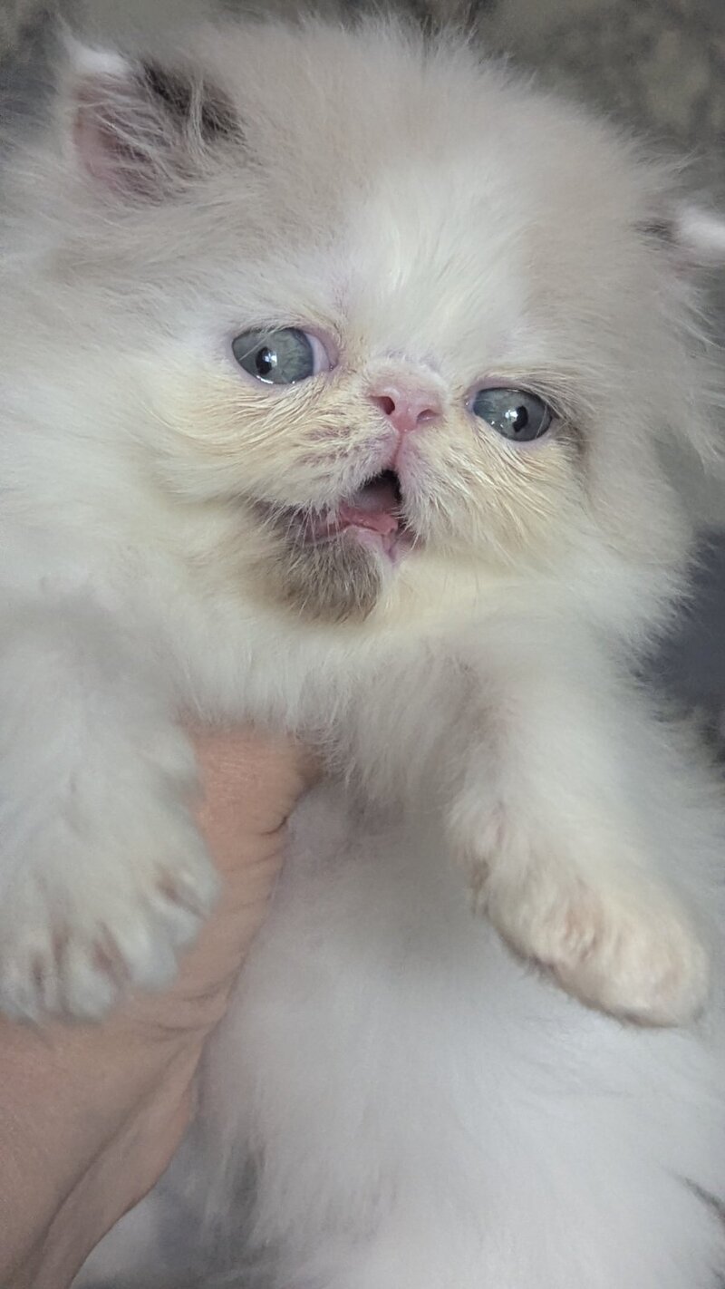 Nemо Persian male, cream pointed bicolour