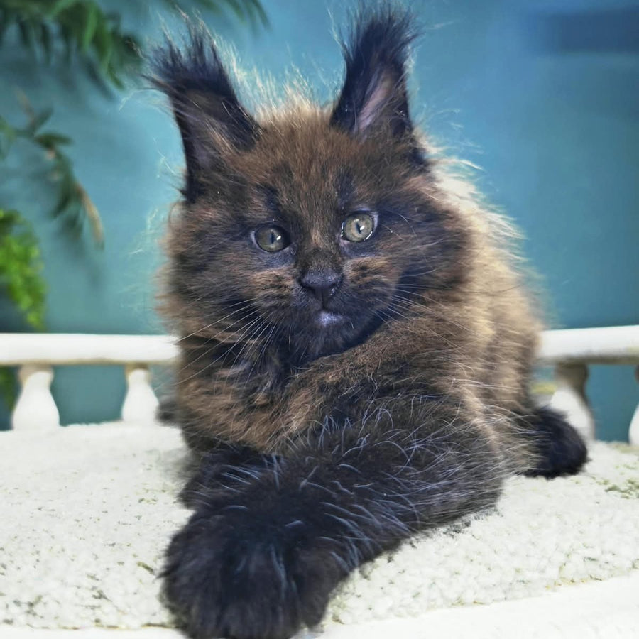 Grindelwald Maine Coon male, black
