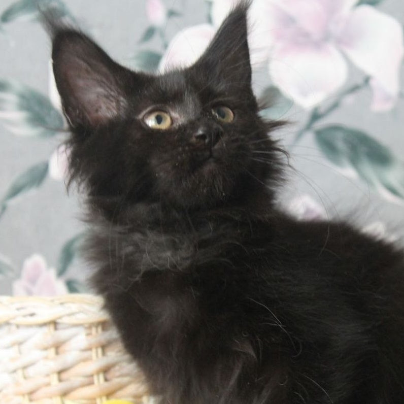 Nazira Maine Coon female, black