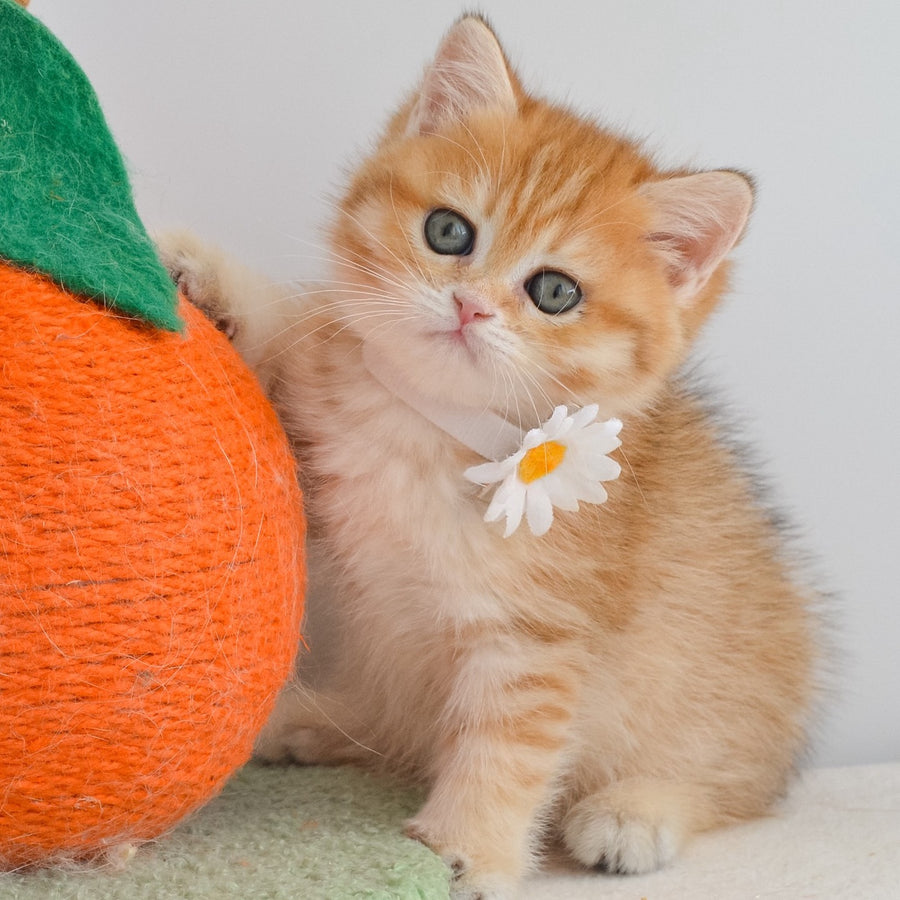 Ilani British Shorthair female, black golden spotted tabby