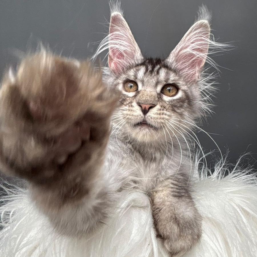 Adrian Maine Coon male, black silver spotted tabby