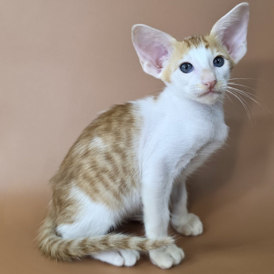 Kronos Oriental Shorthair male, red bicolour spotted tabby