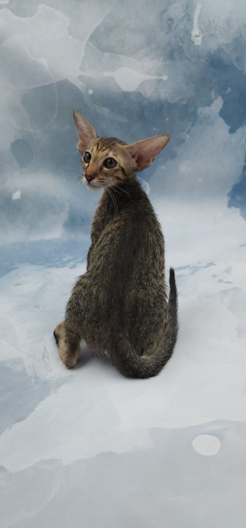 Odette Oriental Shorthair female, black spotted tabby