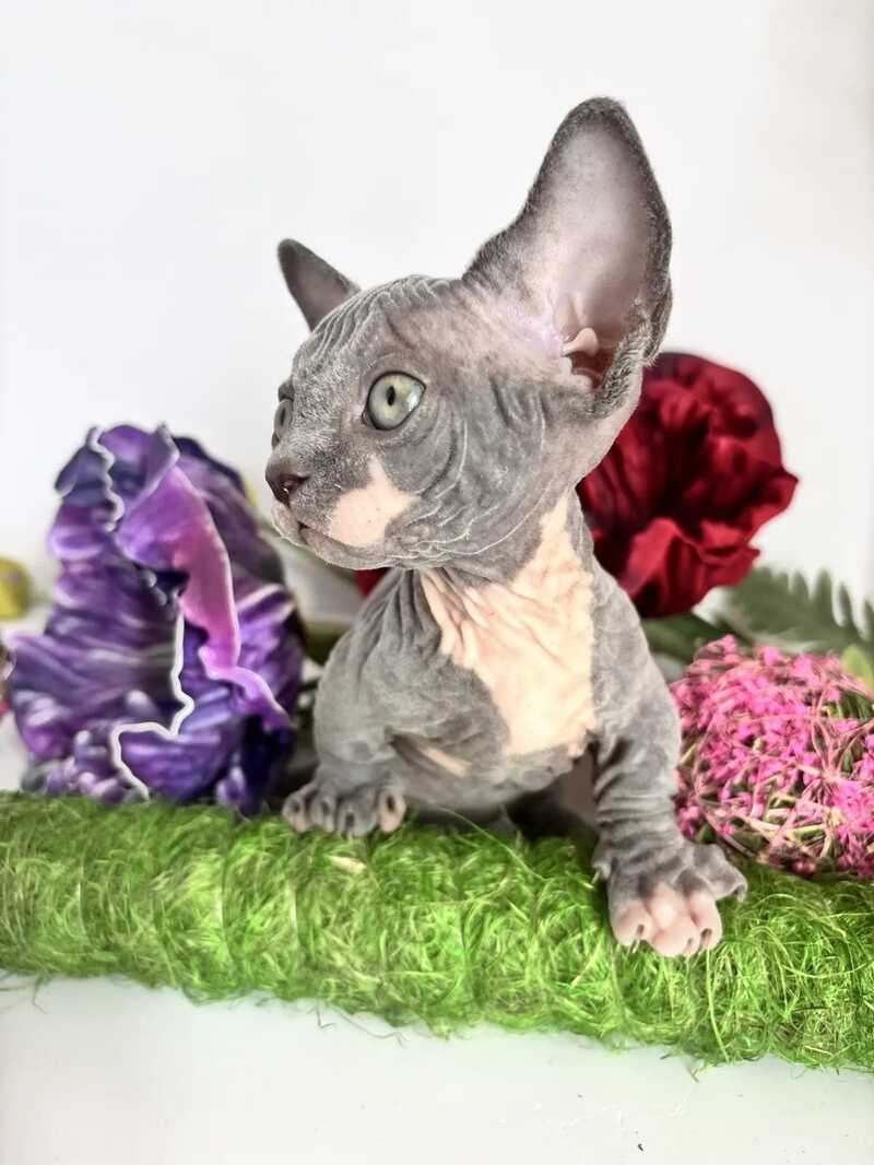Barni Bambino male blue bicolour - live animals