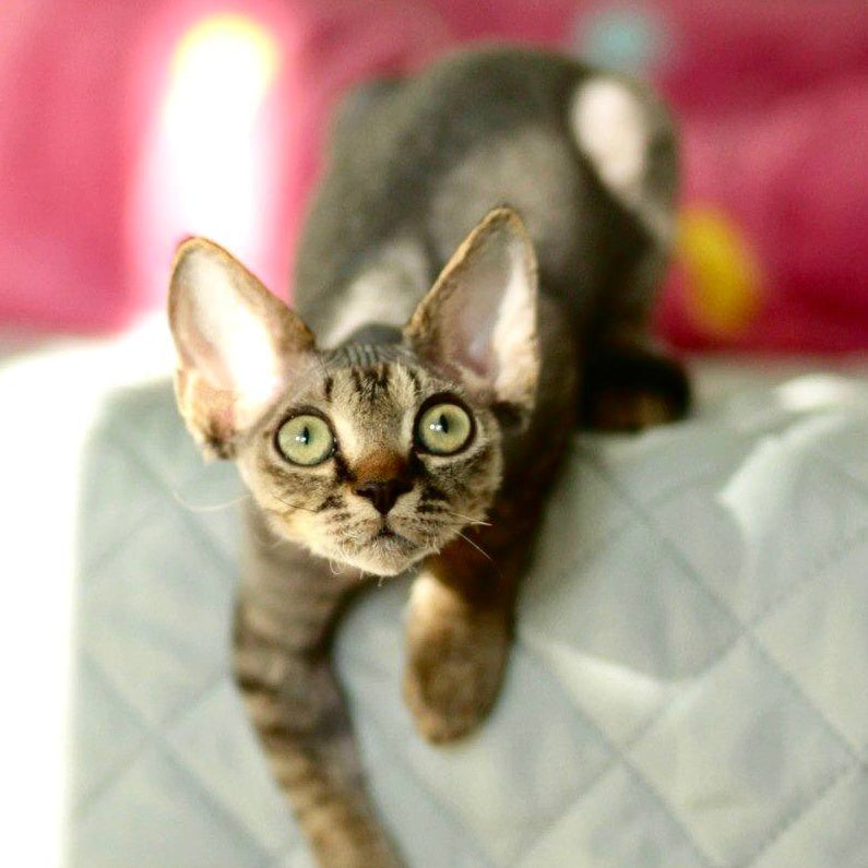 Michael Devon Rex male, black spotted tabby