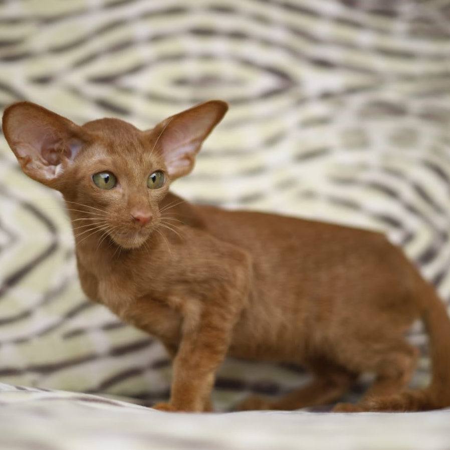 Opium Oriental Shorthair male, cinnamon