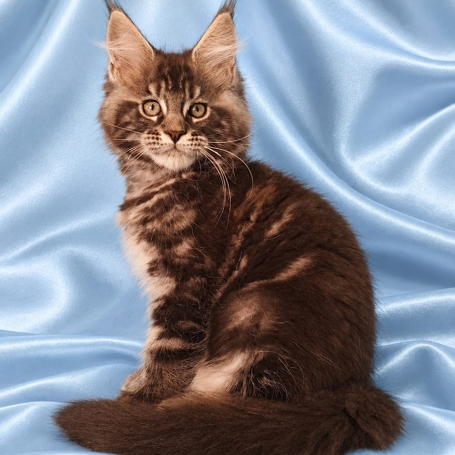 Zachar Maine Coon male, black tabby