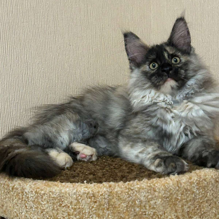 Roxy Maine Coon female, black tortie silver
