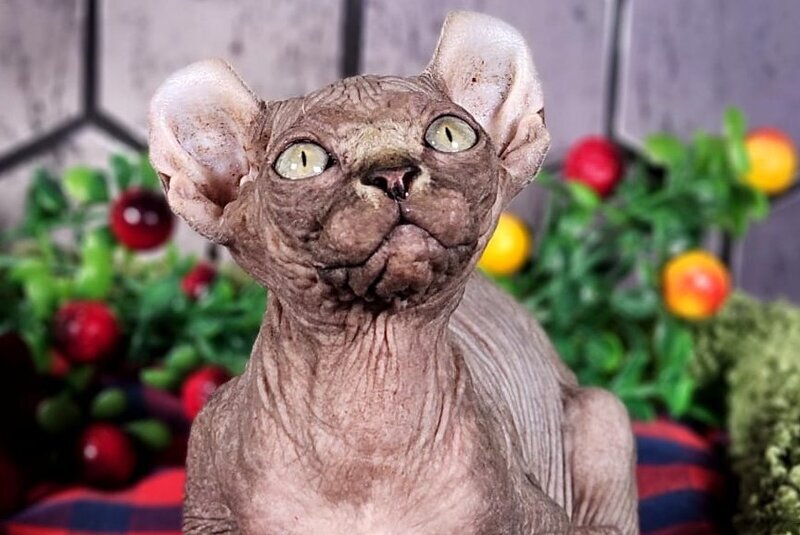 Isolde Elf female, black bicolour tabby