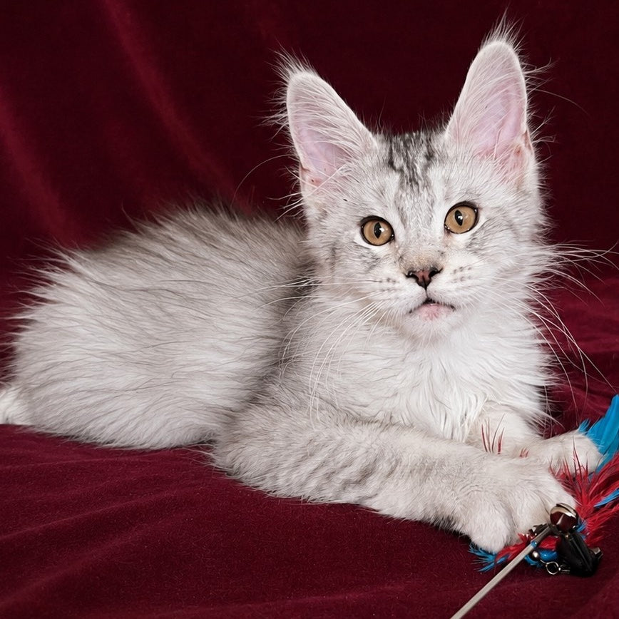 Iverson Maine Coon male, black silver ticked tabby