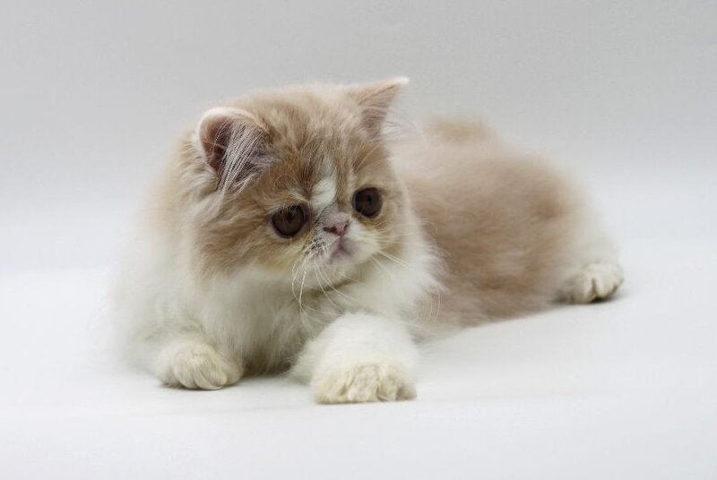 Prokop Persian male, cream bicolour