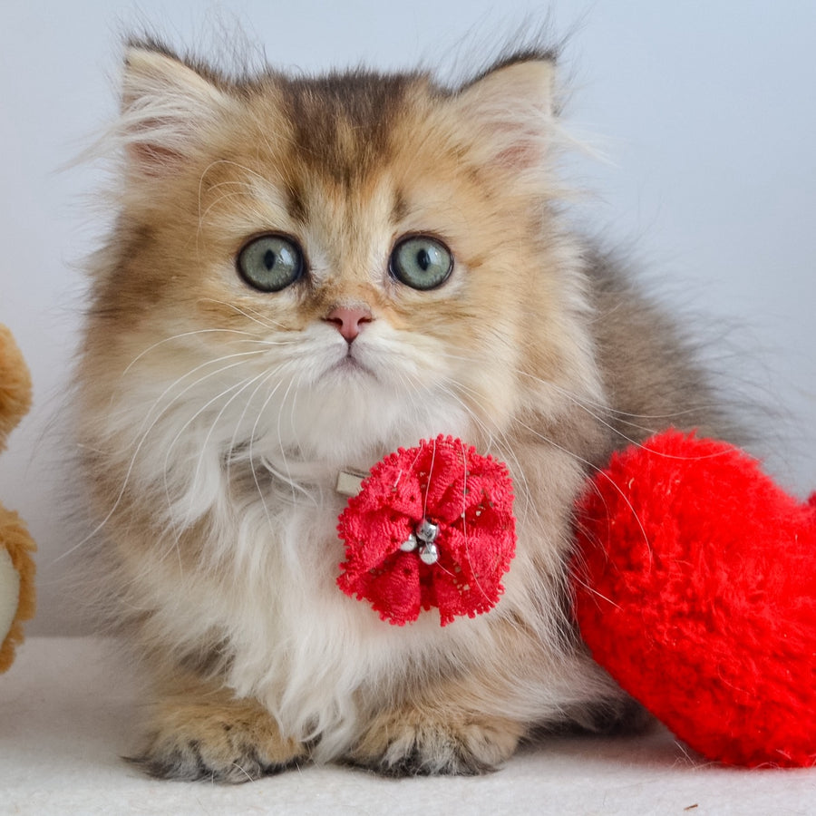 Ivie Munchkin female, black golden ticked tabby