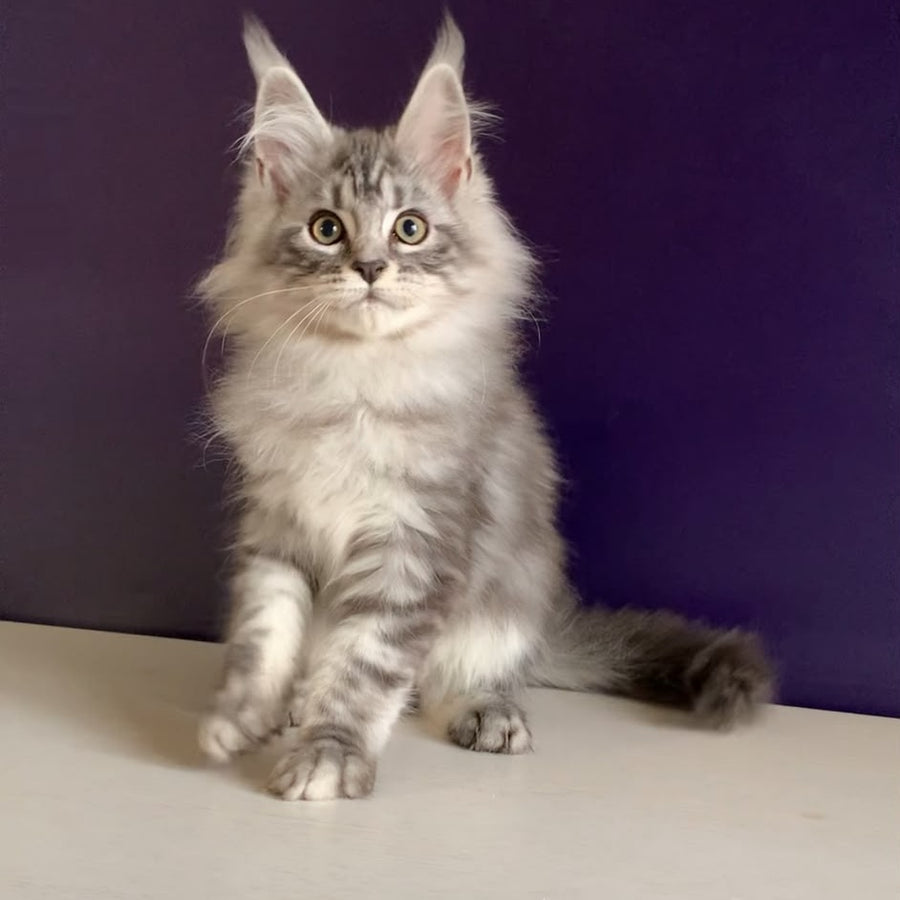 Madagascar Maine Coon male, black silver tabby