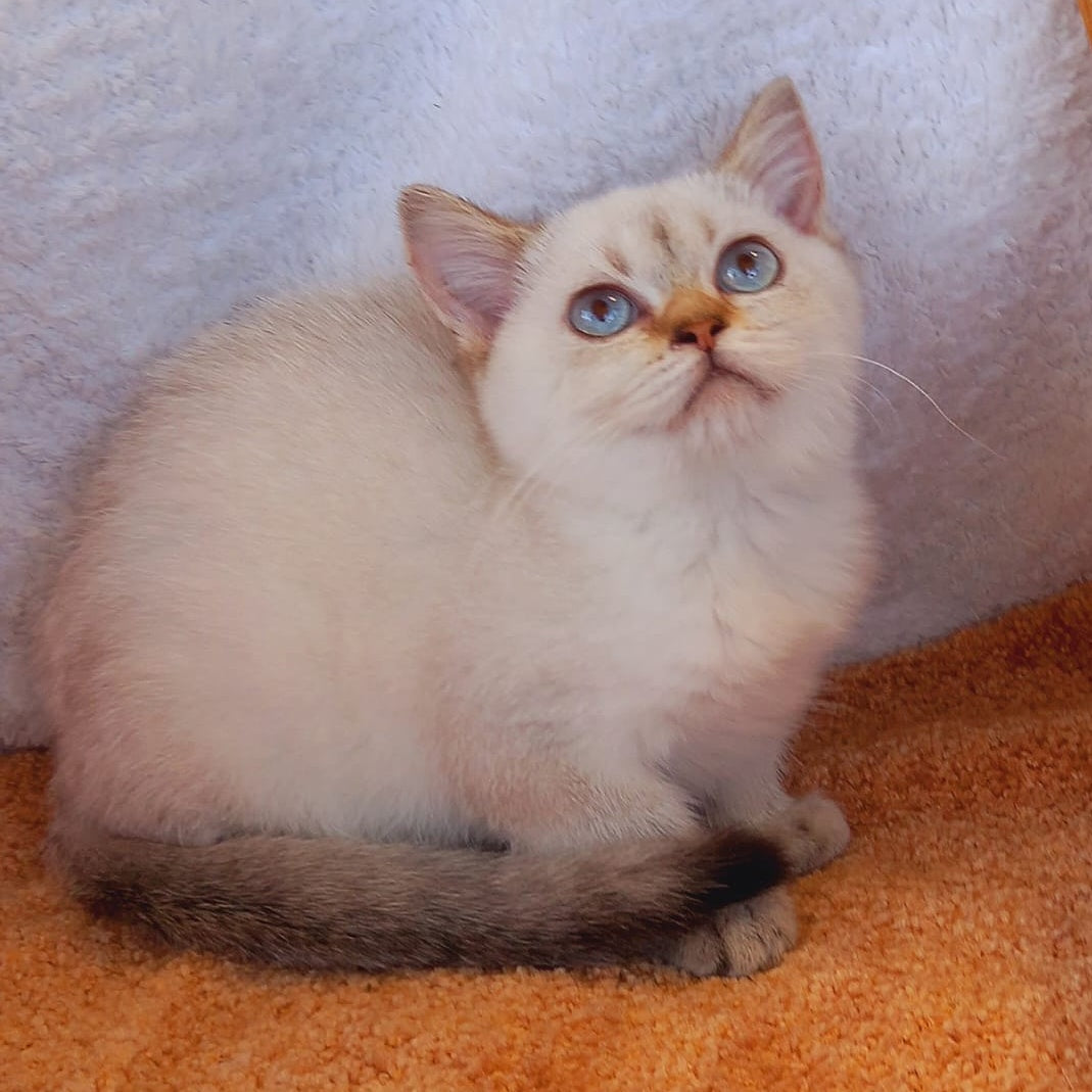 Marta Scottish Straight female, black golden shaded pointed
