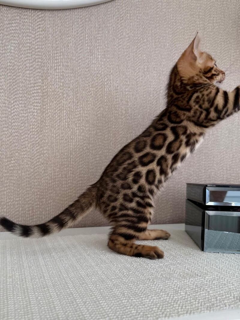 Fortuna Bengal female black spotted tabby - live animals