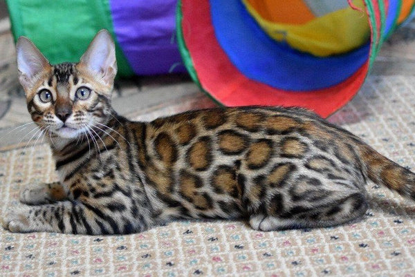 Magnus Bengal male black spotted tabby - live animals