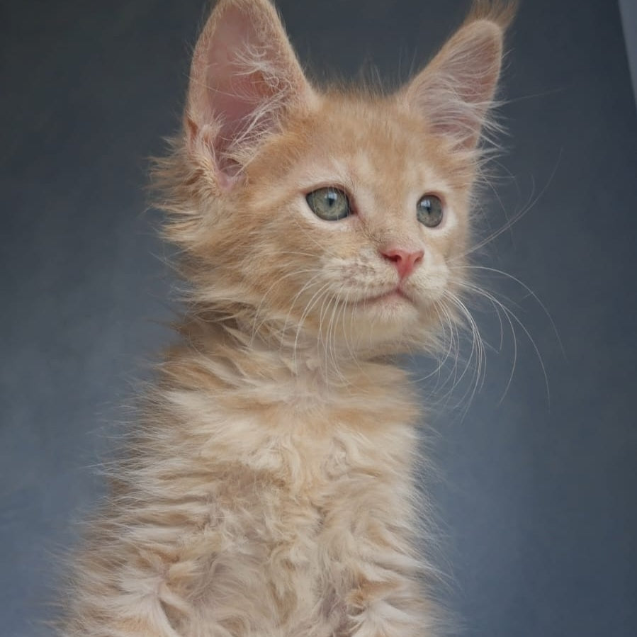 Paul Maine Coon male, cream