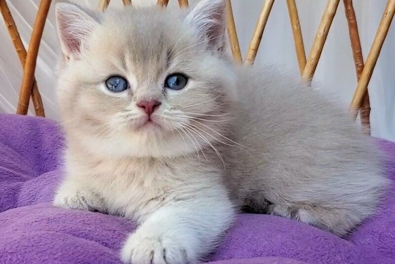 Woody British Shorthair male, lilac golden ticked tabby