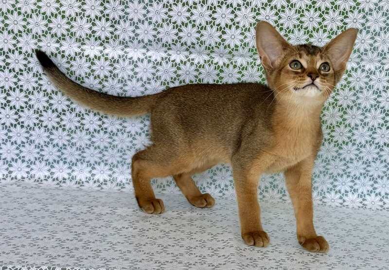 Elka Abyssinian female ruddy - live animals
