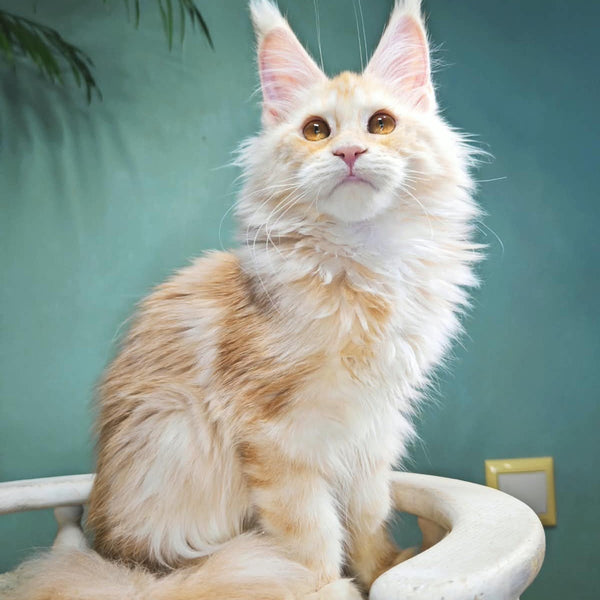 Halva Maine Coon female, red silver