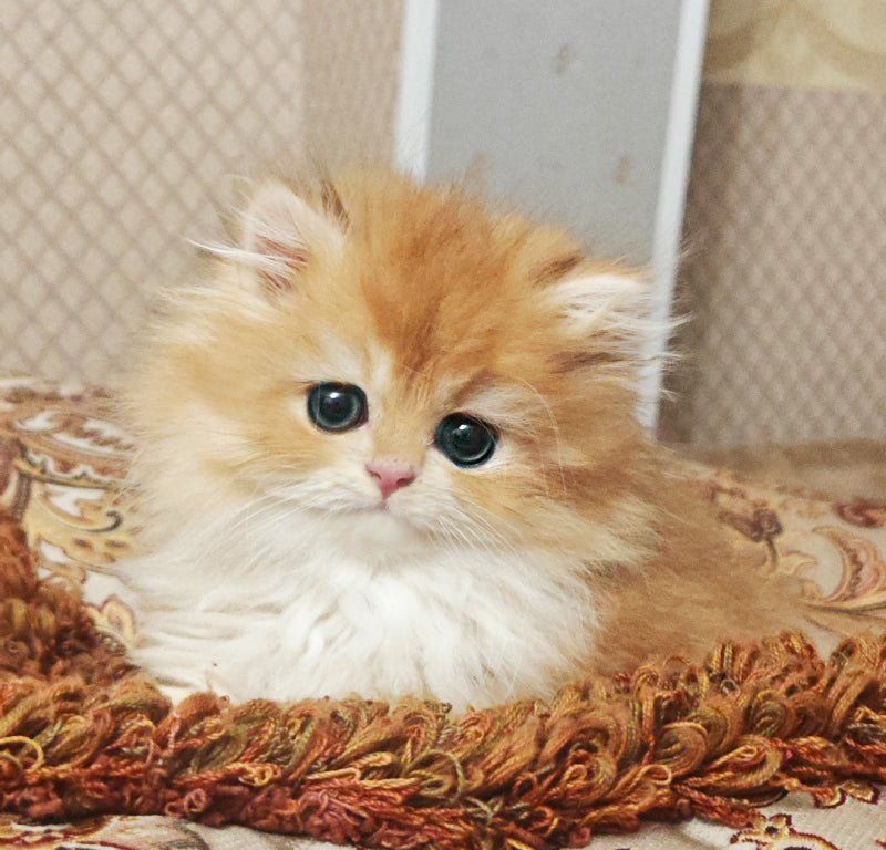Zabava British Longhair female, black golden chinchilla