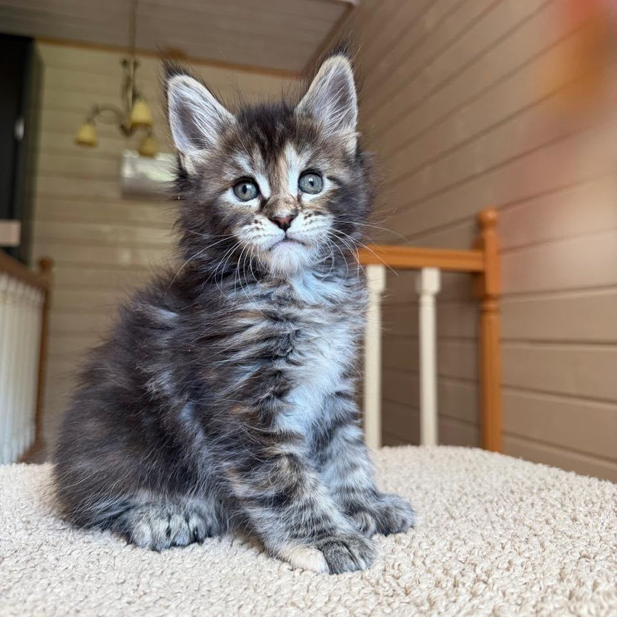 Bamboleilo Maine Coon polydactyl 6x6x6x7 female, black tortie with white tabby