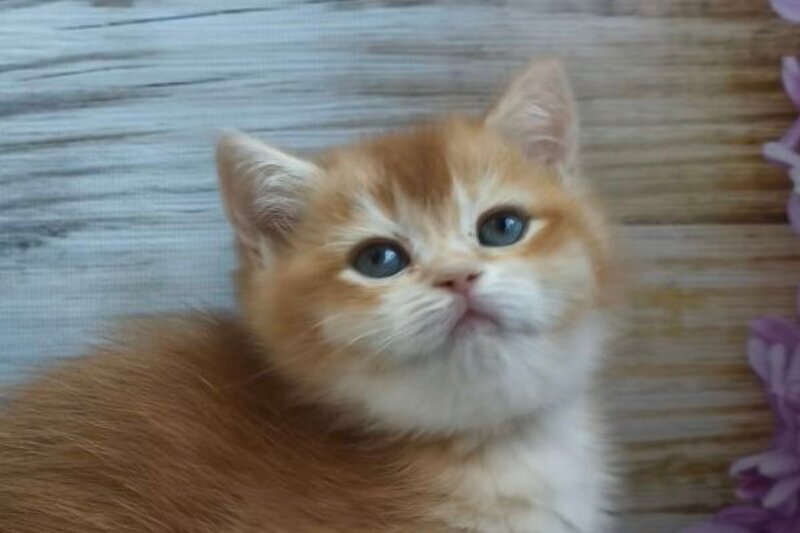 Sansara British Shorthair female black golden chinchilla live animals