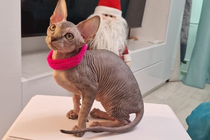 Dakota Canadian Sphynx female black tabby - live animals